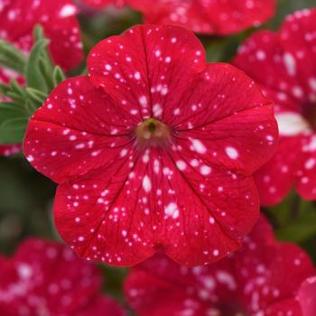 Petunia - Headliner&trade; Strawberry Sky