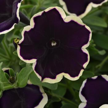 Petunia - ColorRush&trade; Blueberries and Cream