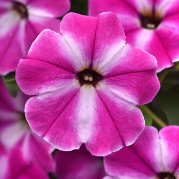 Petunia - ColorRush&trade; Pink Star