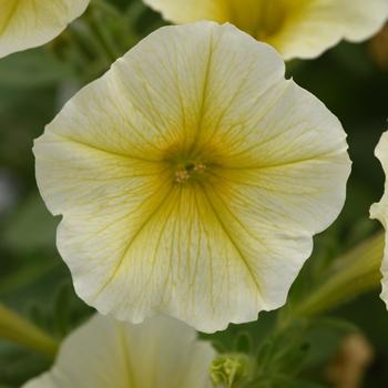 Petunia - ColorRush&trade; Yellow