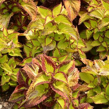 coleus - Stained Glassworks&trade; 'Velvet'