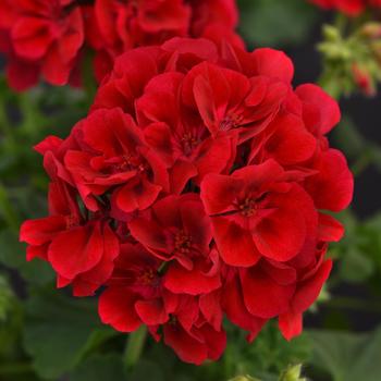 Pelargonium x hortorum (Zonal Geranium) - Galaxy&trade; Raspberry Sizzle