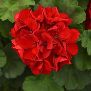 Pelargonium x hortorum (Zonal Geranium) - Galaxy&trade; Dark Red Improved