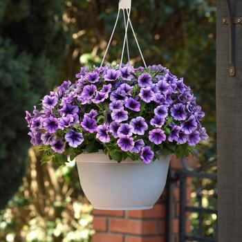 Petunia - SureShot&trade; Blue Vein