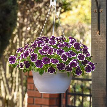 Petunia - SureShot&trade; Blueberries and Cream