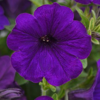 Petunia - SureShot&trade; Dark Blue