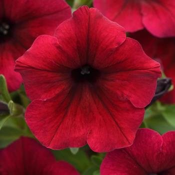 Petunia - SureShot&trade; Dark Red
