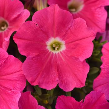 Petunia - SureShot&trade; Hot Pink