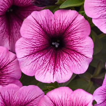 Petunia - SureShot&trade; Pink Vein