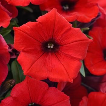 Petunia - SureShot&trade; Red