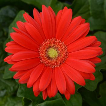 Gerbera (Gerbera Daisy) - ColorBloom&trade; Red with Light Eye