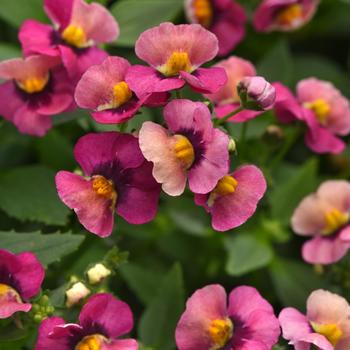 Nemesia fruticans - Whimsy&trade; Orange Sunset