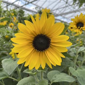Helianthus annuus - Sunfinity&reg; Yellow Dark Center Dwarf Sunflower