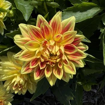 Dahlia - Hypnotica&reg; 'Candy Corn'