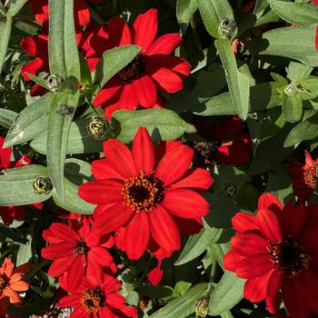 Zinnia - 'Profusion Red'
