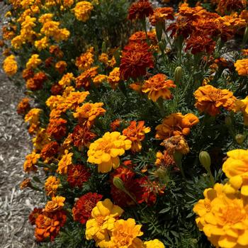 Tagetes patula (French Marigold) - Durango&reg; Mix