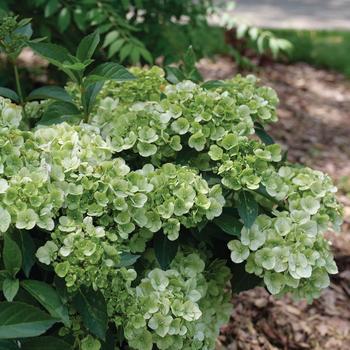 Hydrangea - Fairytrail&reg; Green Cascade Hydrangea