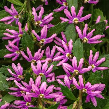 Scaevola - 'Pink Brilliance' Fan Flower