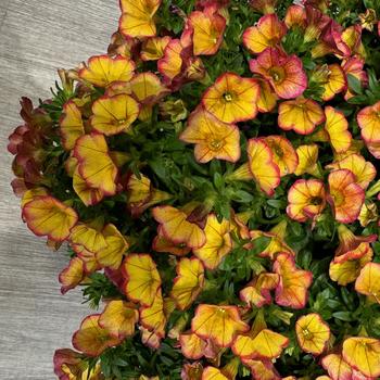 Calibrachoa (Trailing Petunia) - MiniFamous&reg; 'Uno Ember Eclipse'