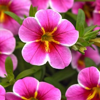 Calibrachoa (Trailing Petunia) - MiniFamous&reg; 'Uno Pink Star'