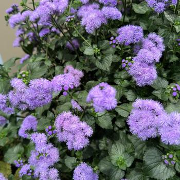 Ageratum houstonianum - Monarch Magic&trade; Floss Flower
