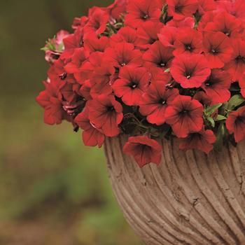 Petunia - Surfinia&reg; 'Heavenly Deep Red'