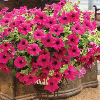 Petunia - Surfinia&reg; Trailing Giant Purple