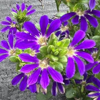 Scaevola (Fan Flower) - Surdiva&reg; Blue Violet Imp