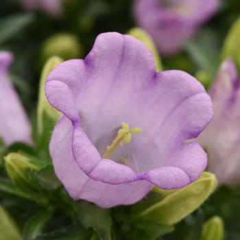Campanula medium - Campanella&trade; Lavender Canterbury Bells