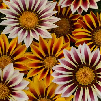 Gazania rigens () - New Day&reg; 'Tiger Mixture'