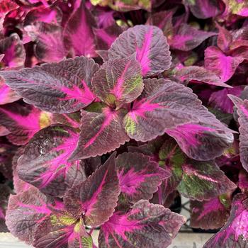 Perilla frutescens - 'Magilla&trade;'