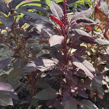 Amaranthus cruentus - 'Red Spike' Amaranth