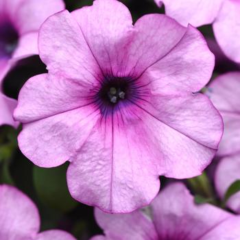 Petunia - Headliner&trade; Crystal Pink