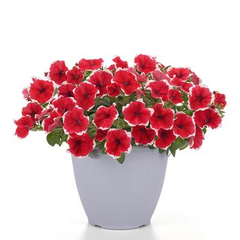 Petunia - Headliner&trade; Strawberry Picotee