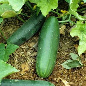 Cucumis - 'Garden Sweet Burpless' Bush Cucumber
