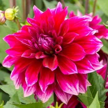 Dahlia - 'Babylon Purple'