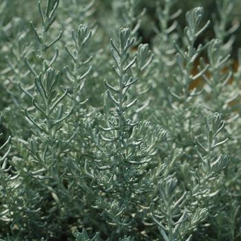 Helichrysum angustifolium - Curry Plant