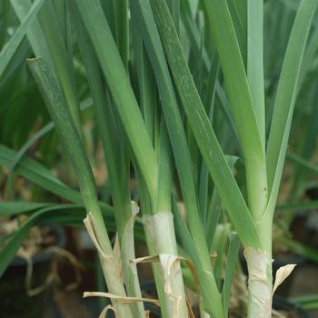 Allium ampeloprasum - 'American Flag' Leek