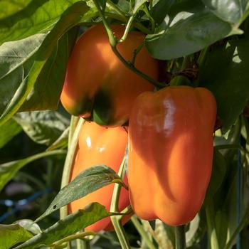 Capsicum annuum - 'Sweet Valencia' Pepper
