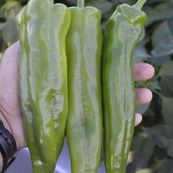 Capsicum annuum - 'Spitfire' Anaheim Hot Pepper