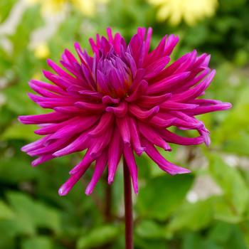 Dahlia - 'Purple Gem'
