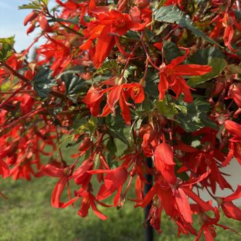 Begonia boliviensis - 'Groovy Red'