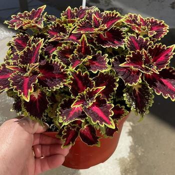 Coleus scutellarioides - Coleus TerraScape™ 'Queen'