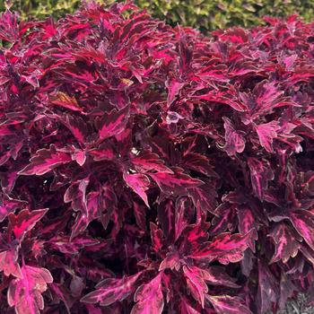 Coleus - Down Town&reg; 'Royalty'