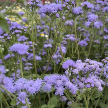 Ageratum houstonianum - 'Blue Horizon' Floss Flower