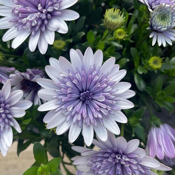Osteospermum - 'Blue Ice' African Daisy