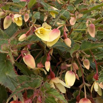 Begonia boliviensis - 'Groovy Mellow Yellow'
