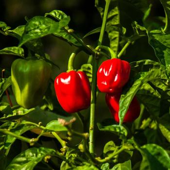 Capsicum annuum - 'Red Habanero' Chile Pepper