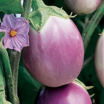Solanum melongena - 'Rosa Bianca' Eggplant