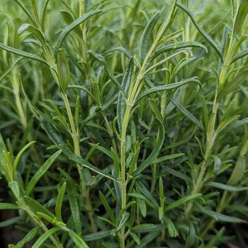 Rosmarinus officinalis - 'Barbeque' Rosemary